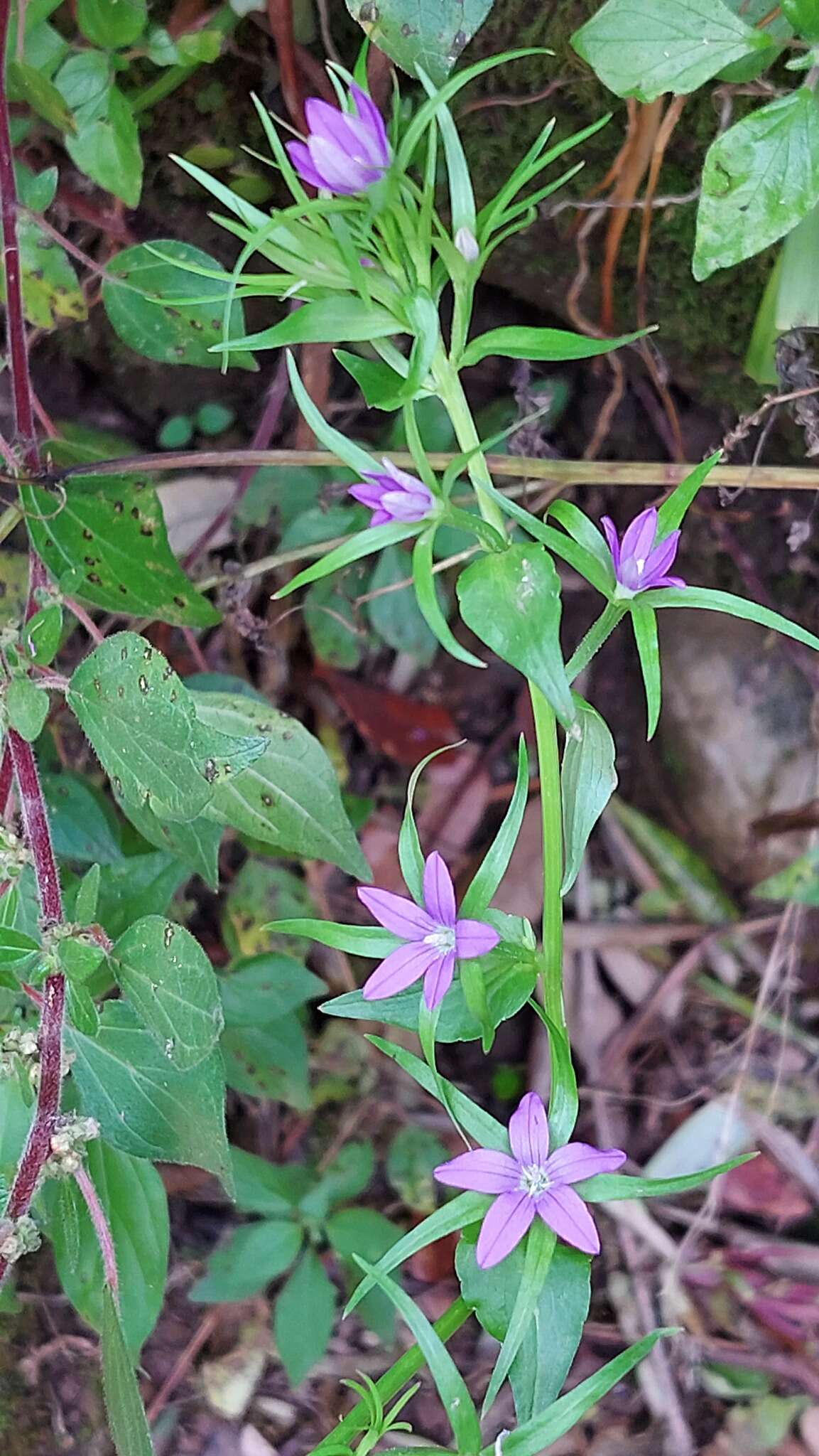 Image of Legousia falcata (Ten.) Fritsch ex Janch.