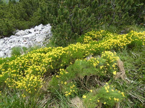 Imagem de Genista radiata (L.) Scop.