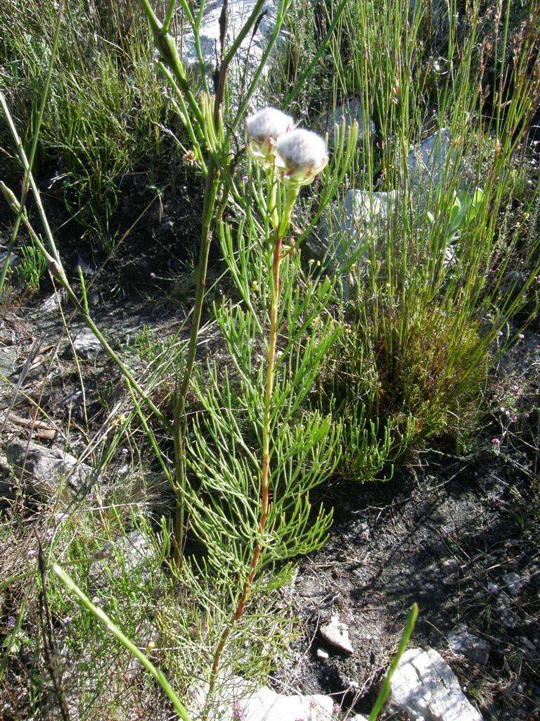 Imagem de Serruria phylicoides (Berg.) R. Br.