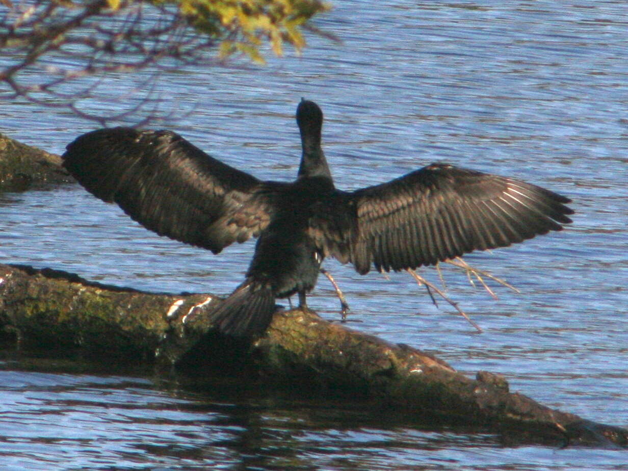 Phalacrocorax carbo novaehollandiae Stephens 1826的圖片