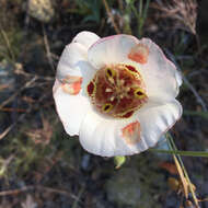 Image of butterfly mariposa lily