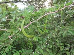 Vachellia grandicornuta (Gerstner) Seigler & Ebinger resmi