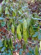 Image of Dalbergia glabra (Mill.) Standl.