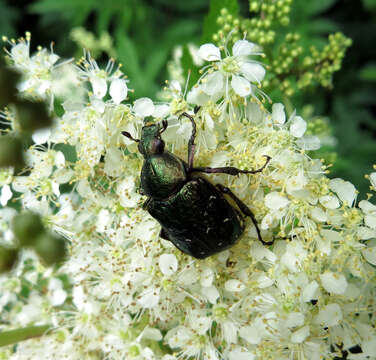 Image of Noble chafer