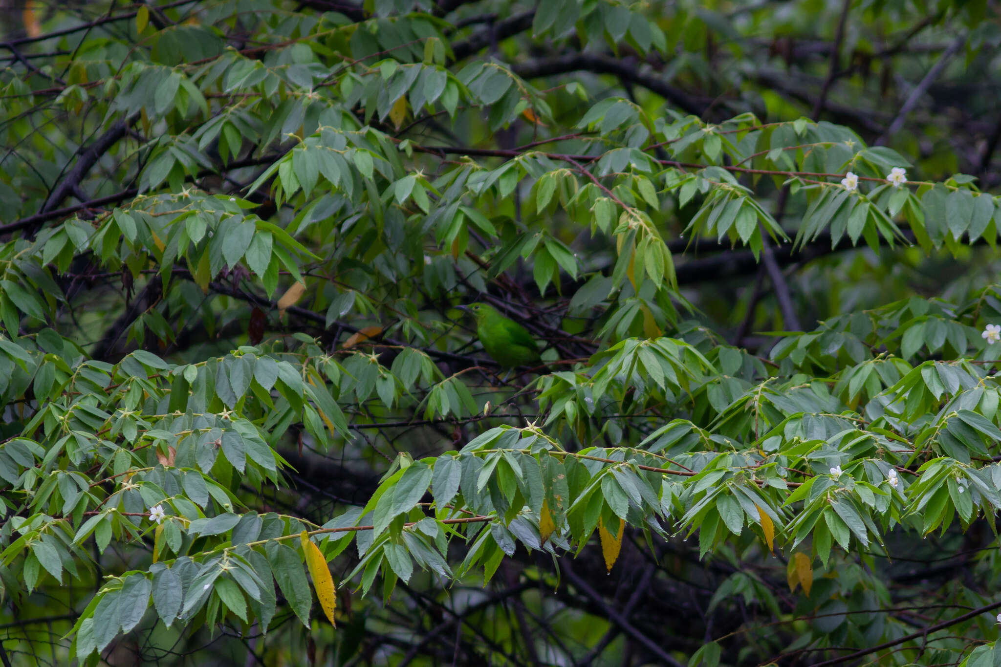 Image of Greater Green Leafbird