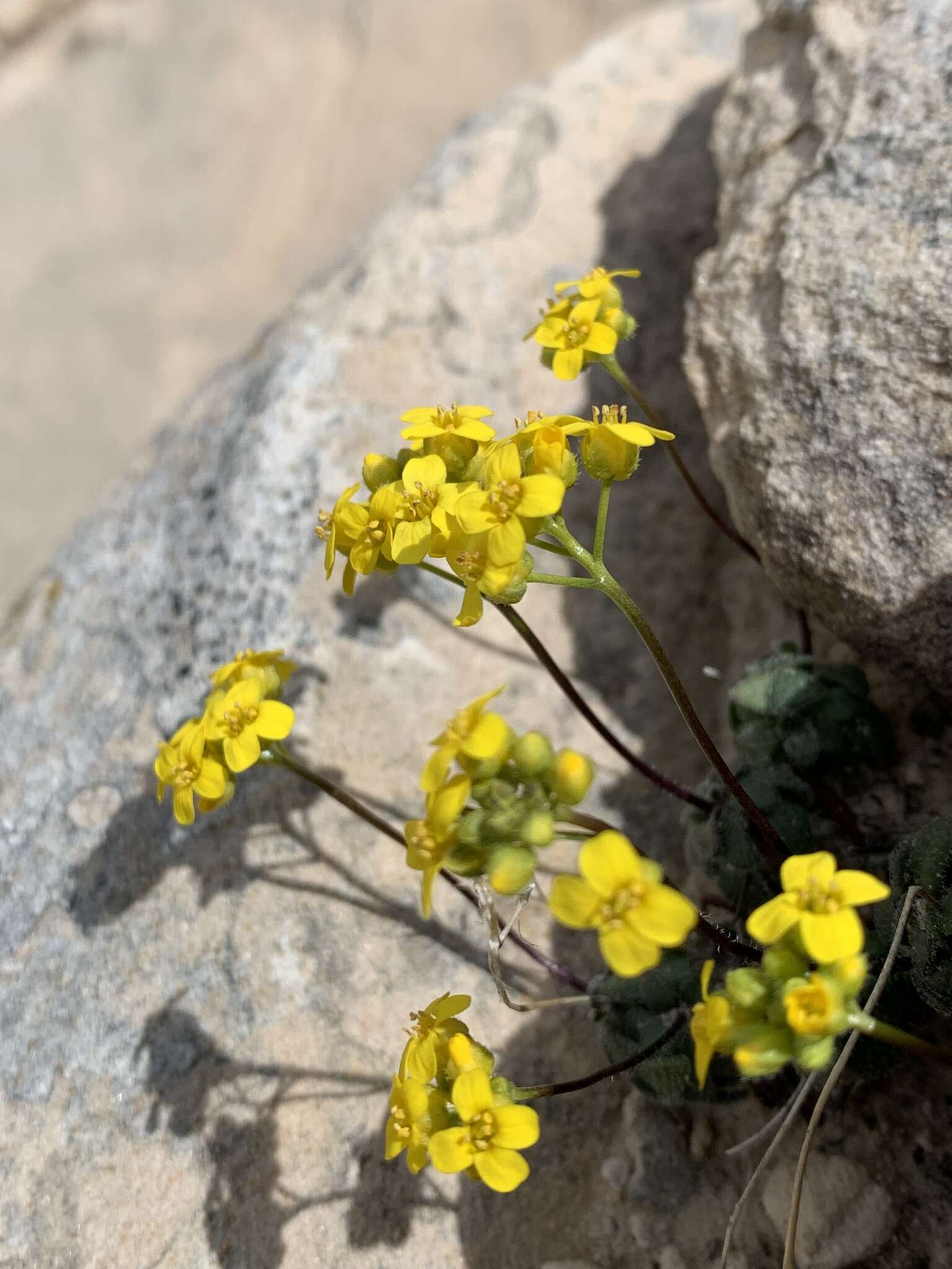 Image de Draba zionensis C. L. Hitchc.