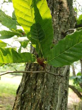 Image of Asian chestnut gall wasp