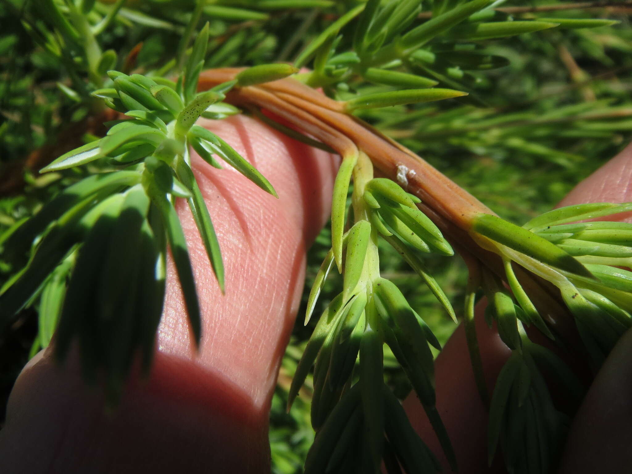 Image of shore juniper