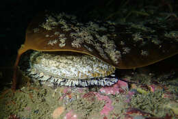 Image of pink abalone