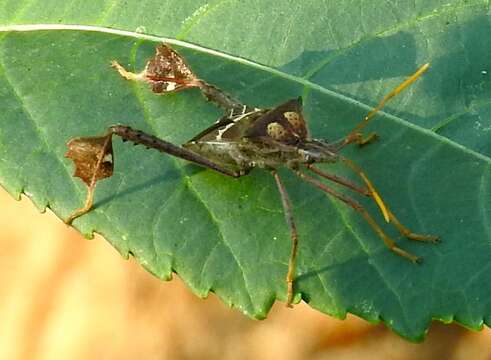 Imagem de Leptoglossus zonatus (Dallas 1852)