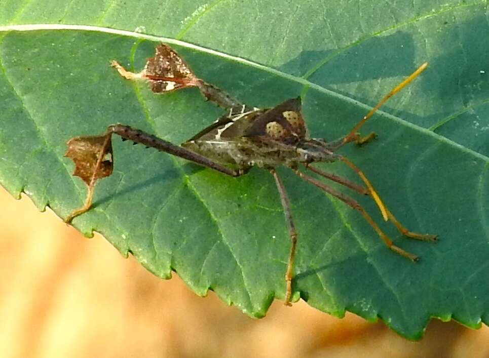 Leptoglossus zonatus (Dallas 1852) resmi