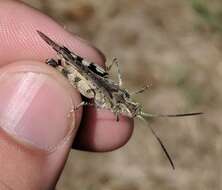 Image of Longhorn Band-wing Grasshopper