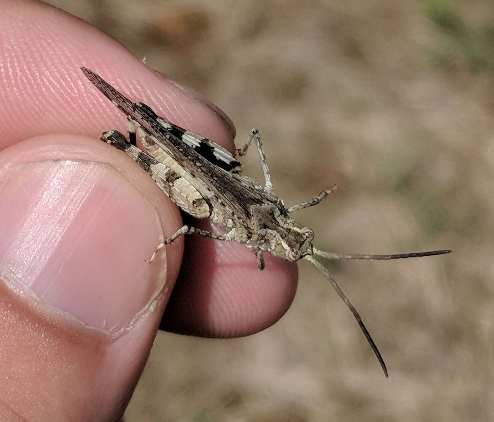 Image of Longhorn Band-wing Grasshopper