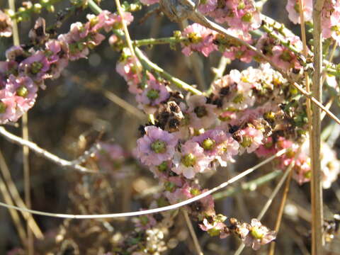 صورة Caroxylon genistoides Pau