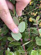 Plancia ëd Arctostaphylos morroensis Wiesl. & Schreiber