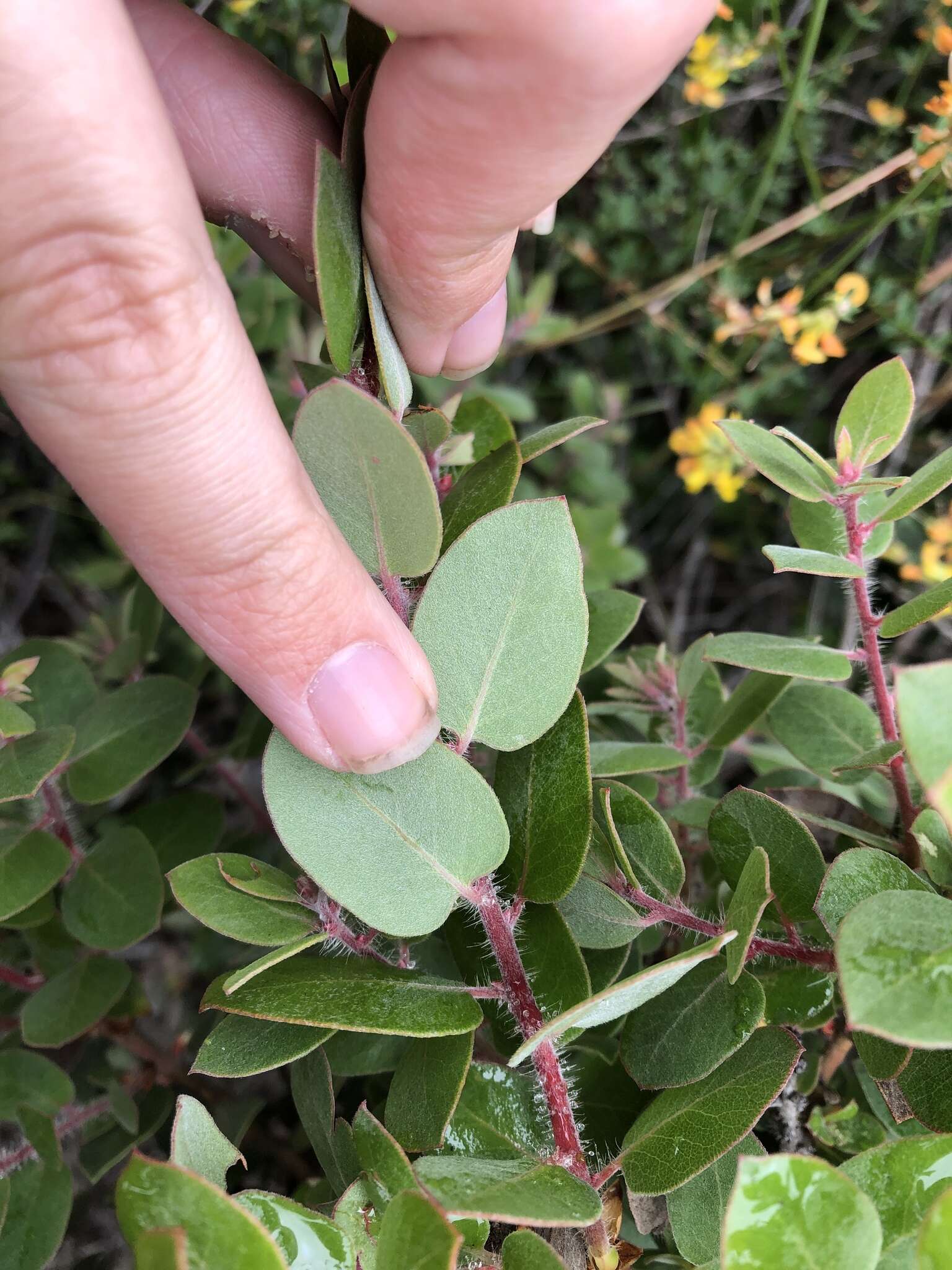 Plancia ëd Arctostaphylos morroensis Wiesl. & Schreiber