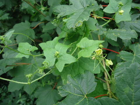 Image of white bryony