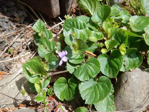 Image of common dog-violet