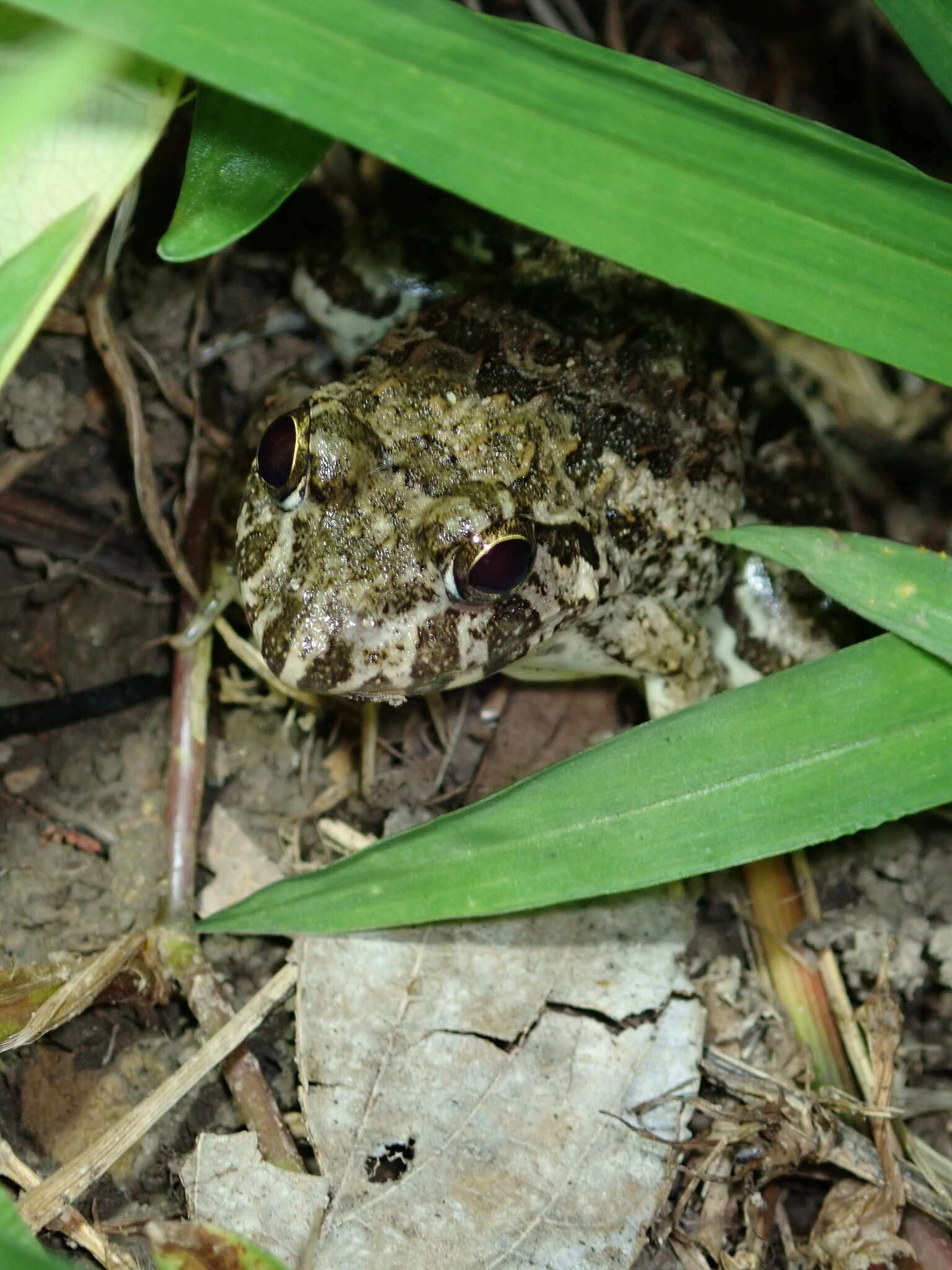 Fejervarya multistriata (Hallowell 1861)的圖片