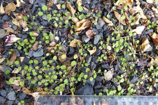 Image of Myosotis spathulata Forst. fil.