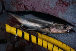 Image of Albacore Fish