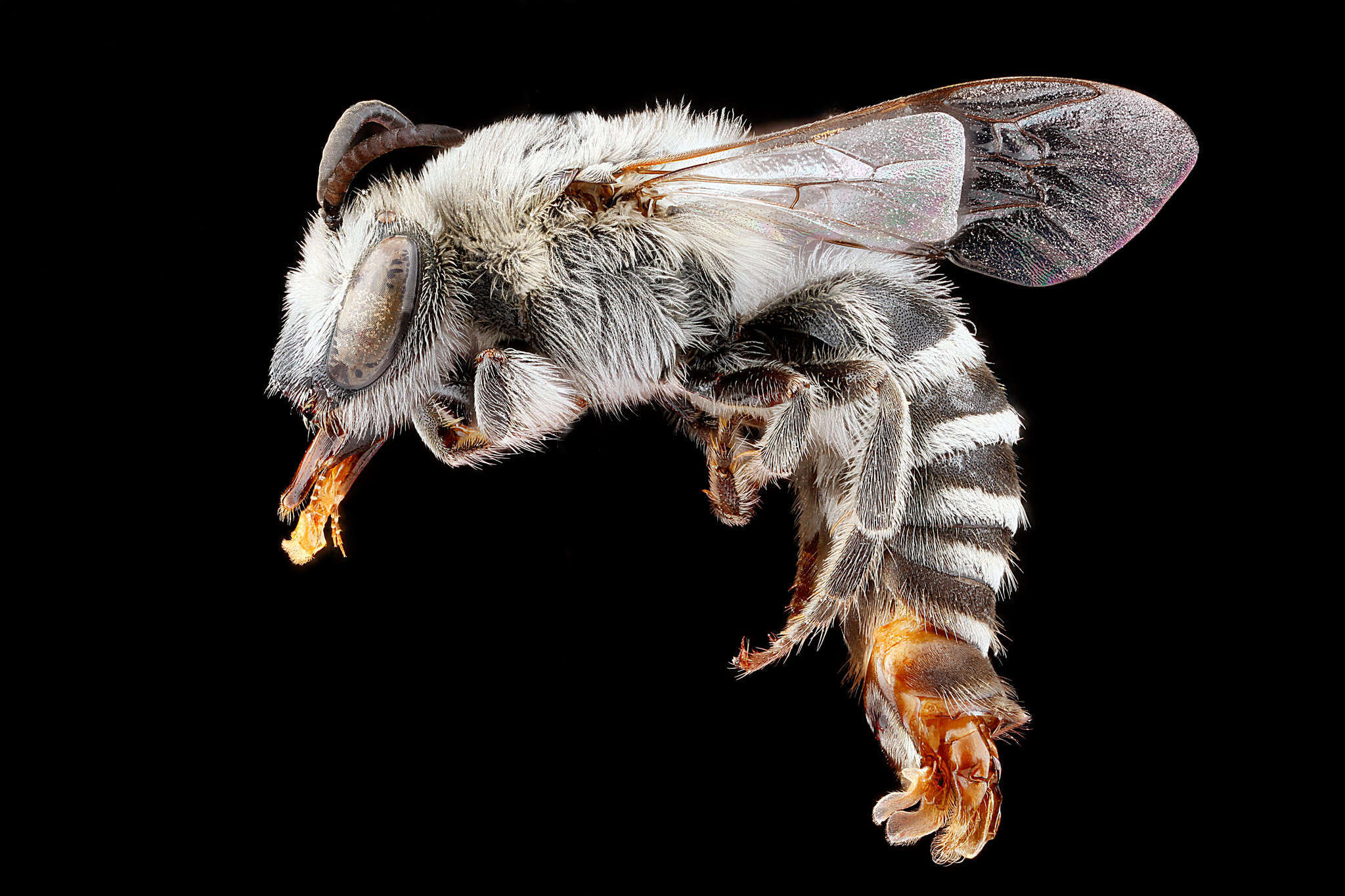 Image of Colletes willistoni Robertson 1891