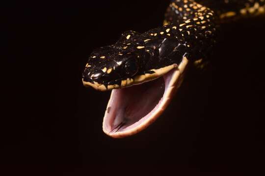 Image of Shropshire's Puffing Snake