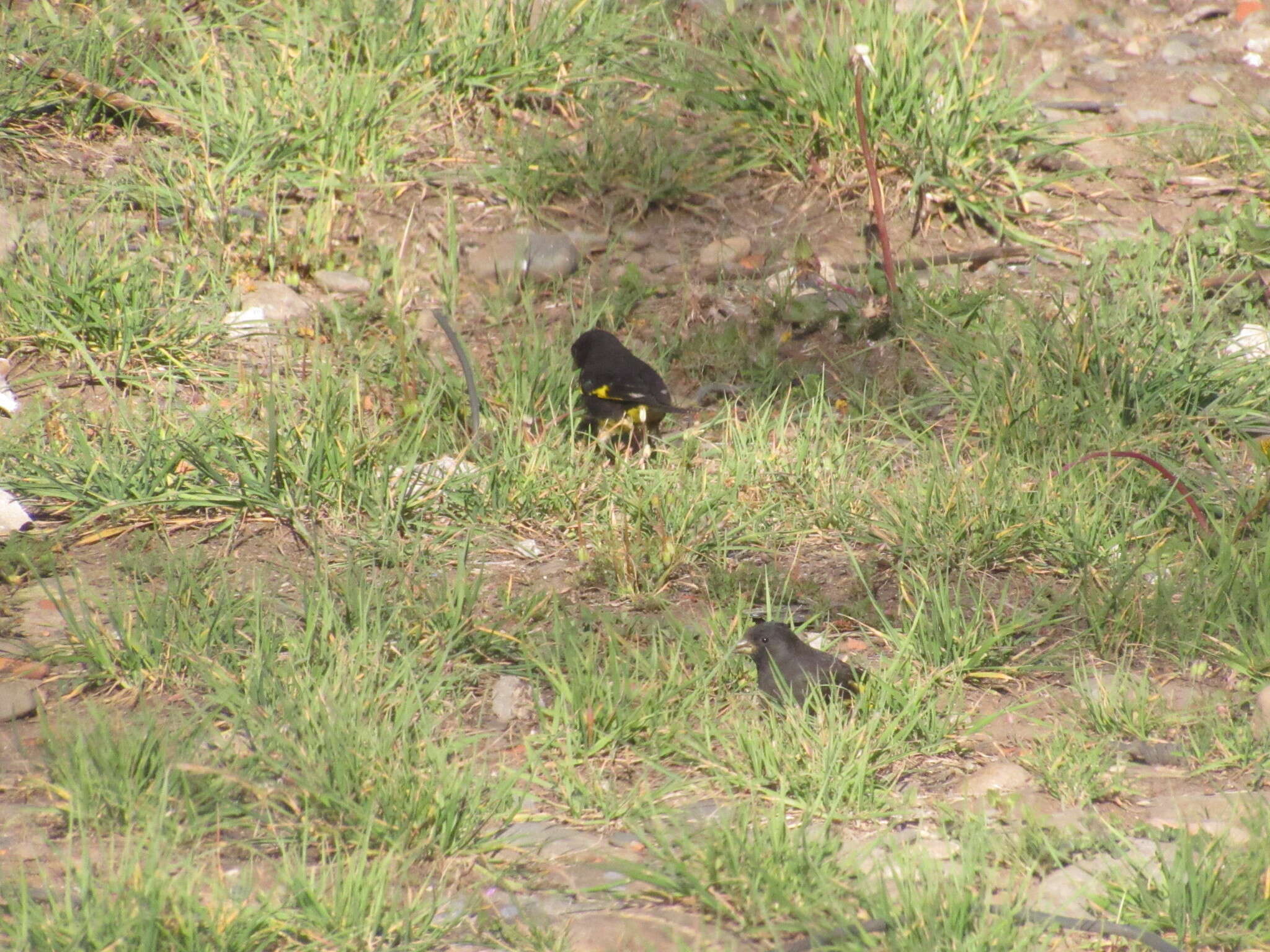 Image of Black Siskin