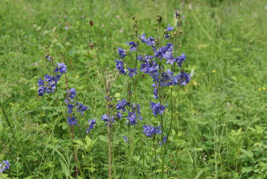 Image of Polemonium chinense (Brand) Brand