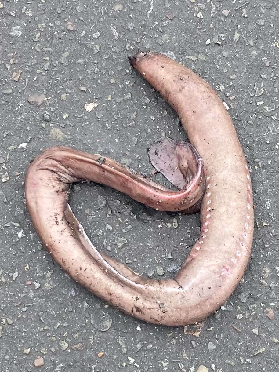 Image of California Hagfish