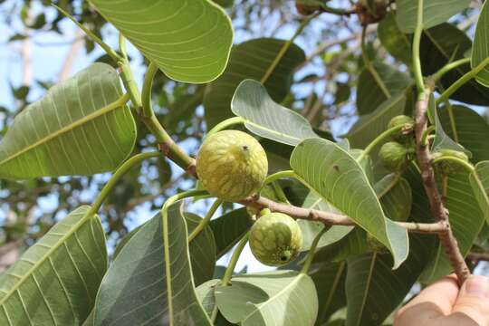 Image of Ficus insipida Willd.