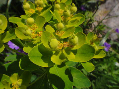 Image of Euphorbia austriaca A. Kern.