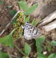 Image of <i>Leptotes <i>cassius</i></i> cassius