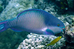 Image of Big belly Parrotfish