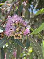 Слика од Eucalyptus albopurpurea (Boomsma) D. Nicolle