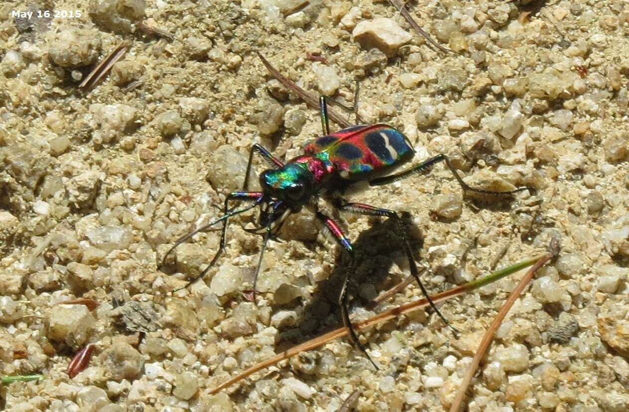 Image of Cicindela (Sophiodela) chinensis De Geer 1774