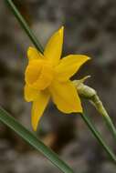 Narcissus cuatrecasasii Fern. Casas, M. Laínz & Ruíz Rejón resmi