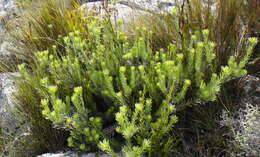 Image of Leucadendron singulare I. Williams