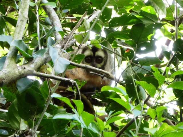 صورة Aotus azarae boliviensis Elliot 1907