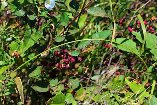 Image of dark-fruited cotoneaster