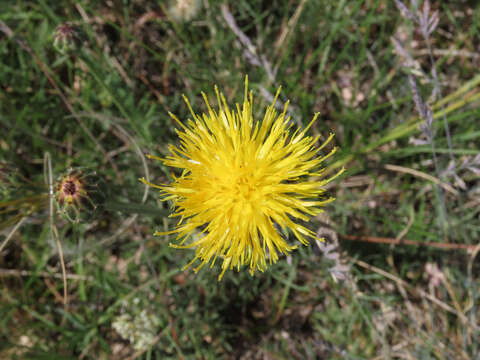 Image of Centaurea arachnoidea Viv.