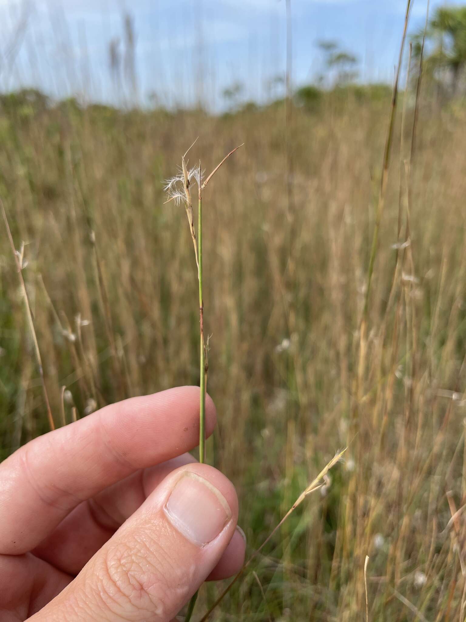 Image de Schizachyrium rhizomatum (Swallen) Gould