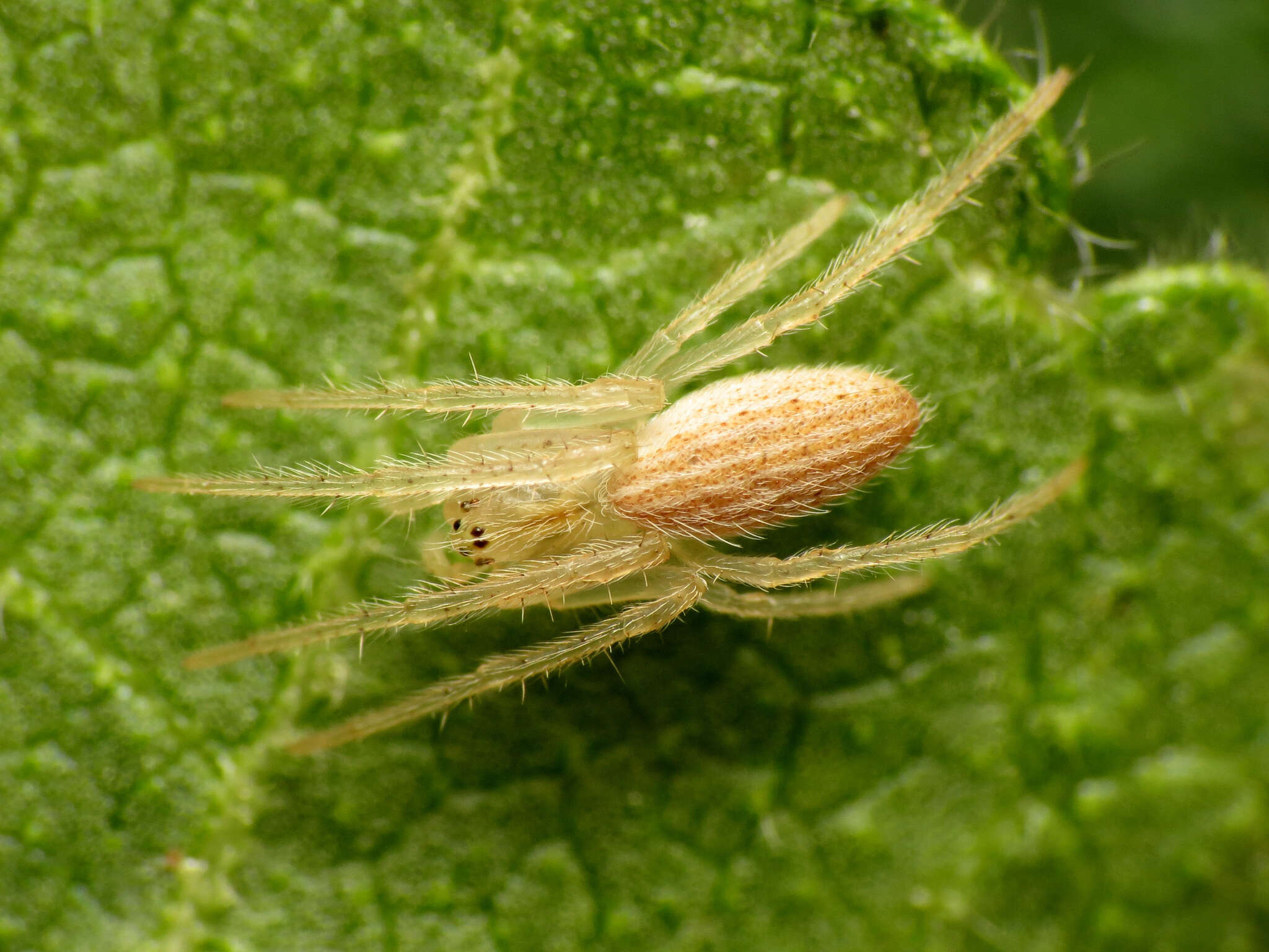 Image of Larinia lineata (Lucas 1846)