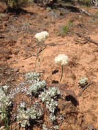 Image of cushion buckwheat