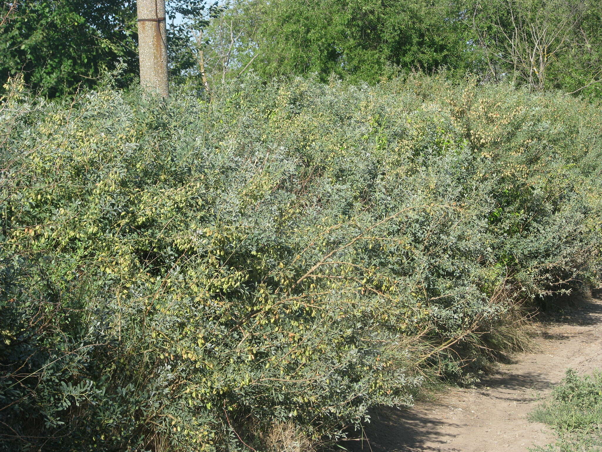 Image of common salttree