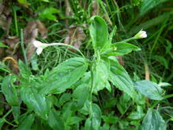 Image of Epilobium cylindricum D. Don