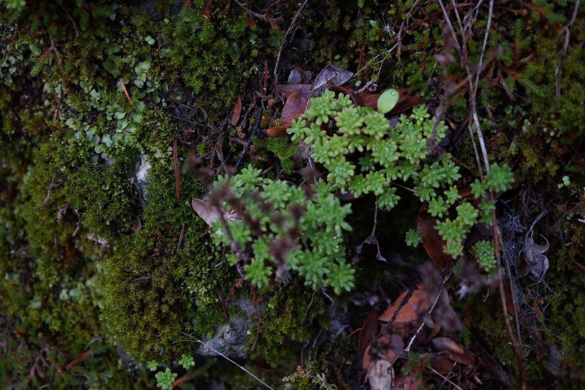 Image of Coast Range stonecrop