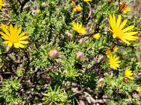 Euryops brachypodus (DC.) B. Nord. resmi