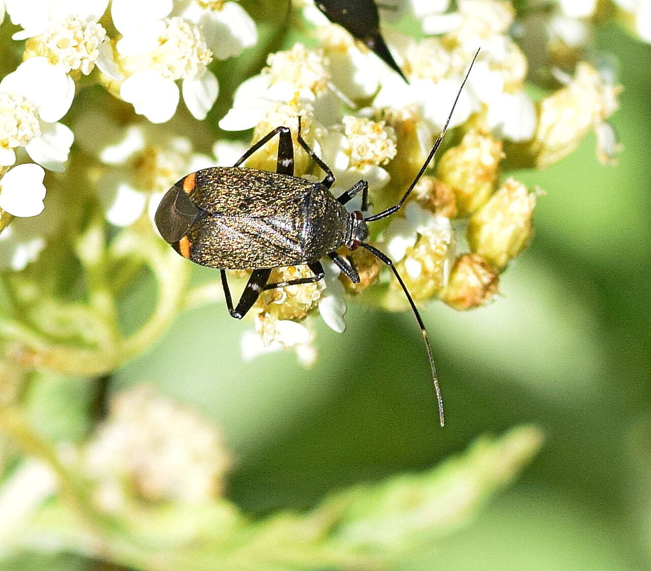 Image of Closterotomus cinctipes (A. Costa 1853)