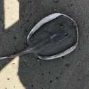 Image of Lined round stingray